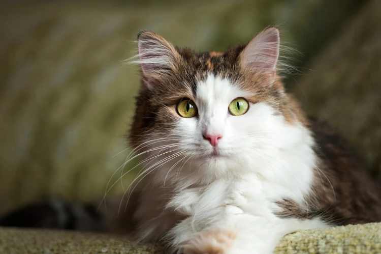 gato de raza pura mirando fijamente