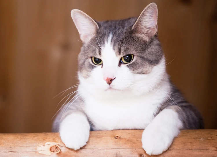 Gato asomandose para ver