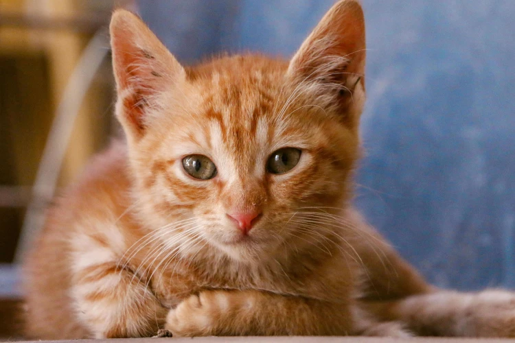 Gato con una edad adolecente