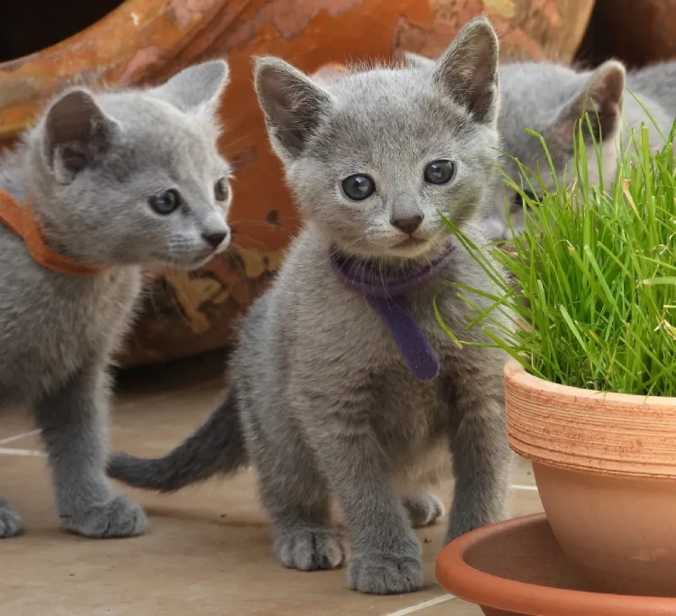 Gatos bebes, caminando