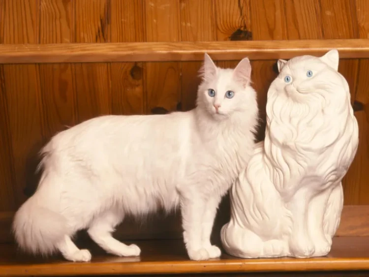 Gato Raza Angora Turco, al lado de una porcelana