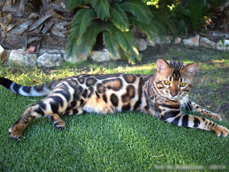 Gato Raza Bengali, Acostado en el pasto