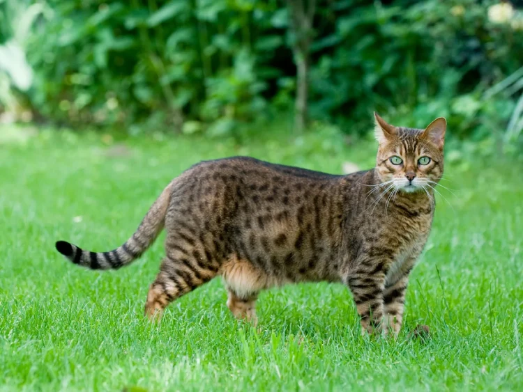 Gato Caminando en el cesped