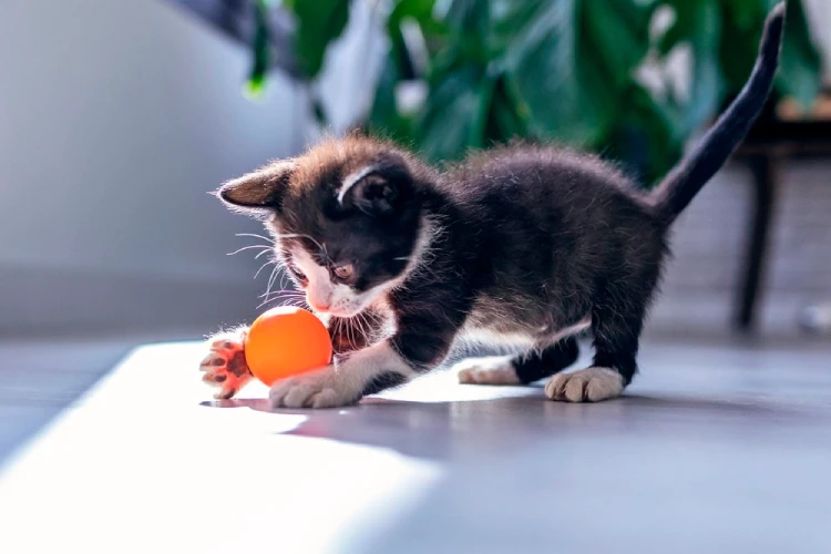Gato jugando con una pelota