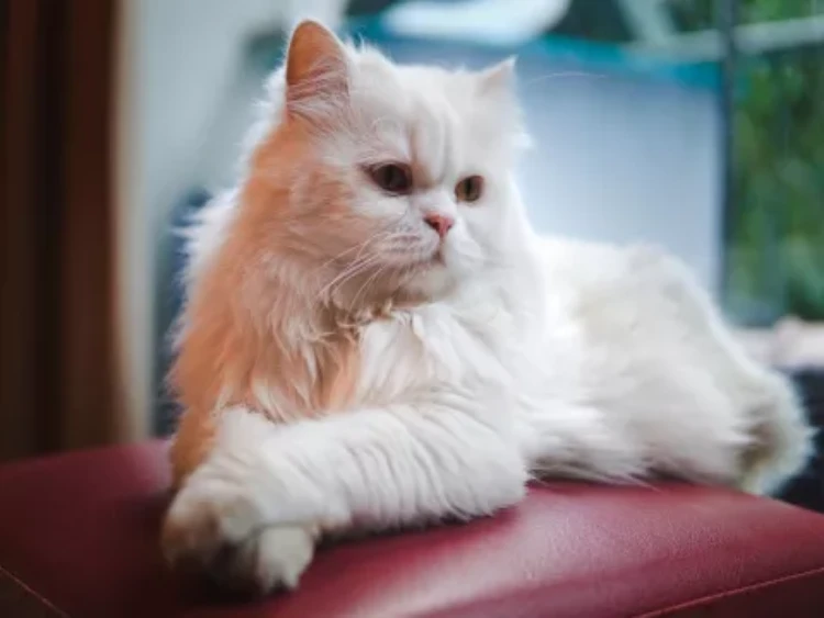 Gato Raza Persa reposando