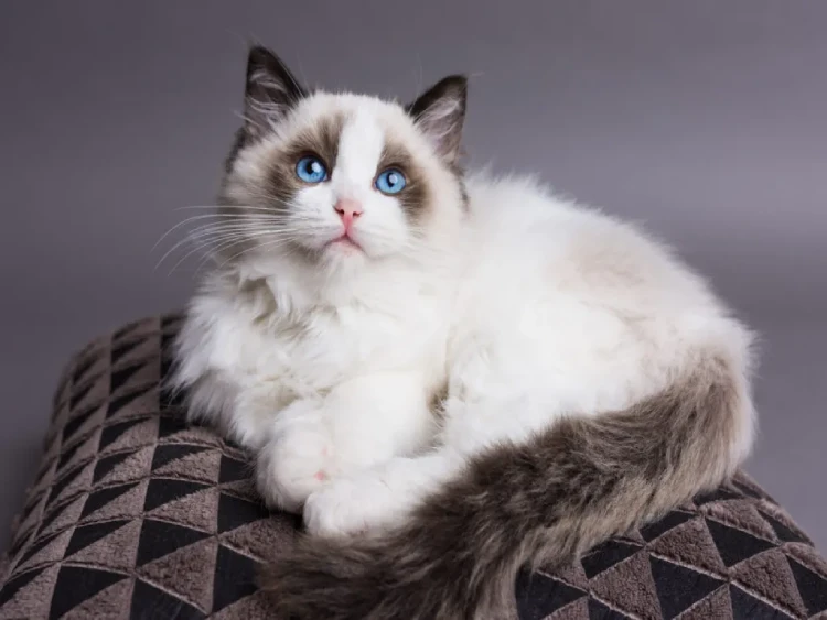 Raza Ragdoll blanco