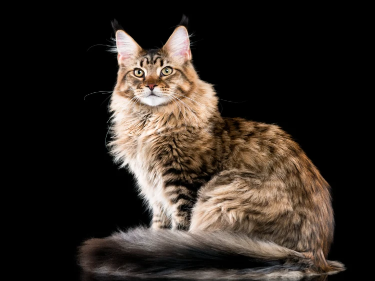 Gato Raza Maine Coon, posando para la foto