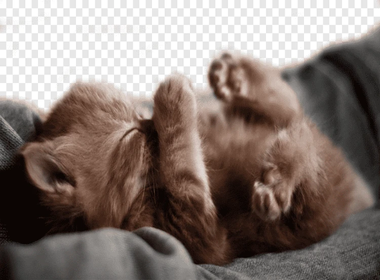 Gatito bebe ragdoll chocolate