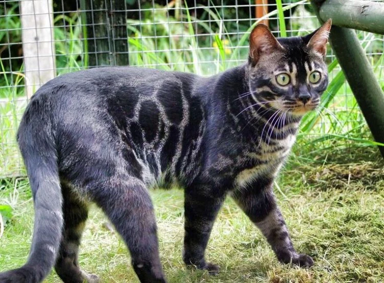 Gato-Bengali-Melanistic sobre pasto verde estilo pantera