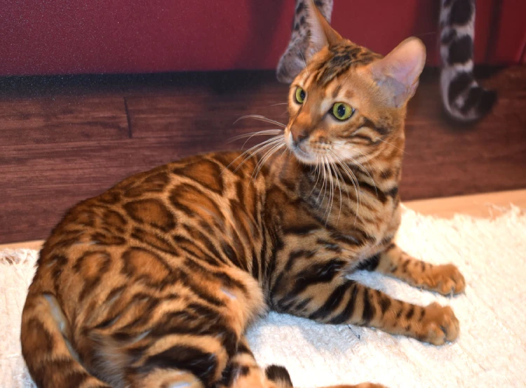 Gato Bengali Brown Color Mas Distintivo