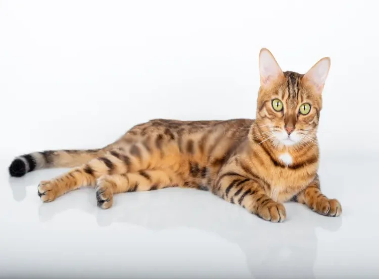 Gato Bengali rossette estilo leopard