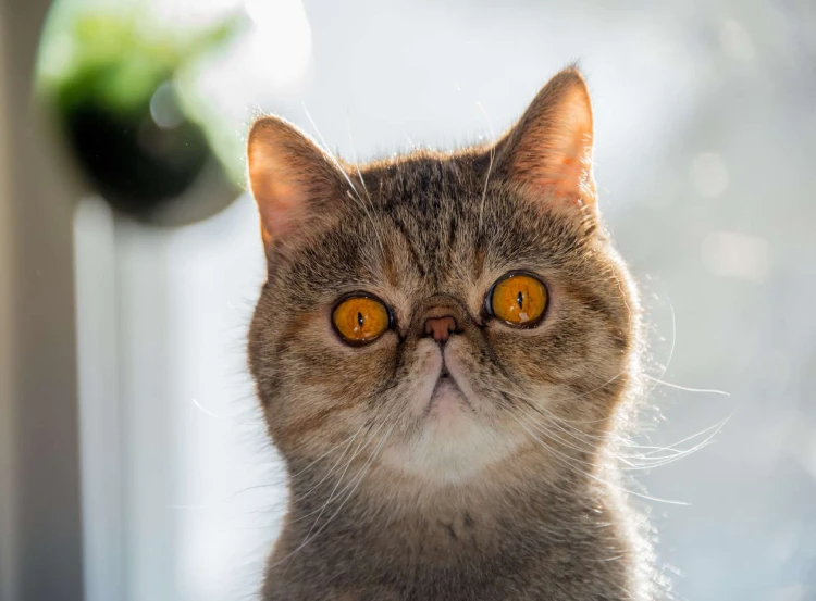 ojos de Gato exotic shorthair