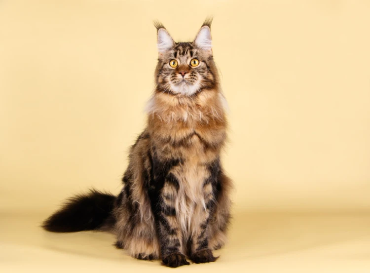 Clasico maine coon en pose imponente
