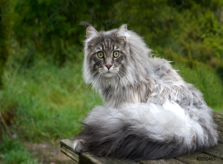 Maine coon moderno blanco con negro