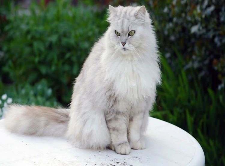gato persa chinchilla porte elegante