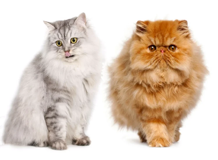 dos gatos persa modernos posando en una foto