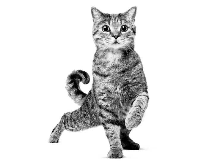 Gato scottish straight foto a blanco y negro