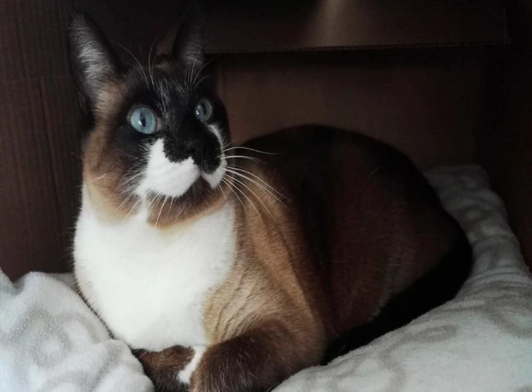 Gato Siames Seal Point Caracteristico