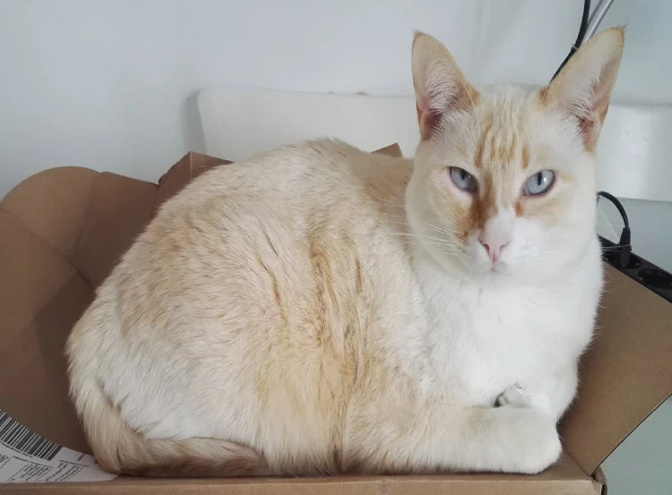 Gato Siames Cream Point Arriba De una Caja